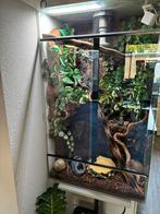 Terrarium rattenslang, Dieren en Toebehoren, Reptielen en Amfibieën | Toebehoren, Ophalen of Verzenden, Gebruikt, Terrarium of Paludarium