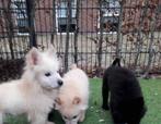 prachtige mini chow chow x samojeed, Dieren en Toebehoren, Rabiës (hondsdolheid), Keeshond, 8 tot 15 weken, Meerdere dieren