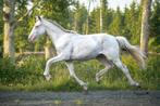 VIDEO: Prachtige perlino dun Lusitano ruin met top gangen, Gechipt, Ruin, Niet van toepassing, Dressuurpaard