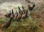 Hollandse krielen, Dieren en Toebehoren, Pluimvee, Meerdere dieren, Kip