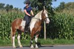leuke 3 jarige recreatie E pony ruin, Dieren en Toebehoren, Pony's, E pony (1.48m - 1.57m), B, Ruin, 3 tot 6 jaar
