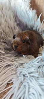 Koppeltje cavia s, Dieren en Toebehoren, Knaagdieren, Cavia, Mei, Meerdere dieren, Tam