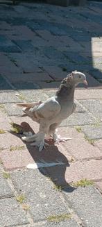 Turkse takla, Meerdere dieren, Overige soorten