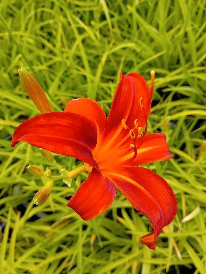 Daglelie (Hemerocallis) - Prachtige tuinplant - Sammy Russel, Tuin en Terras, Planten | Tuinplanten, Vaste plant, Overige soorten