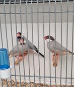 Rijstvogels, Dieren en Toebehoren, Vogels | Overige Vogels, Mannelijk