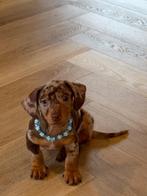 mooie Kaninchen dwergteckel pups nog 1 reutje beschikbaar, Dieren en Toebehoren, Honden | Teckels en Dashonden, Rabiës (hondsdolheid)