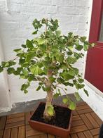 Ginkgo Biloba Bonsai - Prachtig, Huis en Inrichting, Ophalen, Halfschaduw, In pot, Minder dan 100 cm
