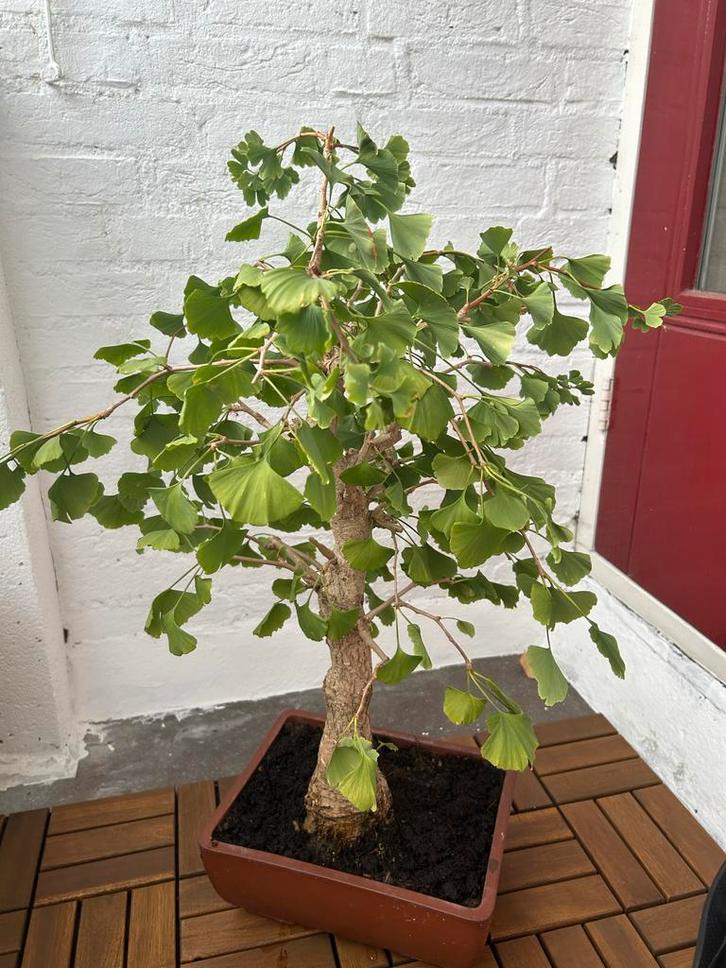 Ginkgo Biloba Bonsai - Prachtig, Huis en Inrichting, Kamerplanten, Bonsai, Minder dan 100 cm, Groene kamerplant, Halfschaduw, In pot