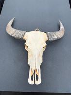 Ibiza schedel ( echt ), Ophalen, Zo goed als nieuw