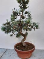 Bonsai pinus, Tuin en Terras, Ophalen of Verzenden, Volle zon, Overige soorten, Minder dan 100 cm