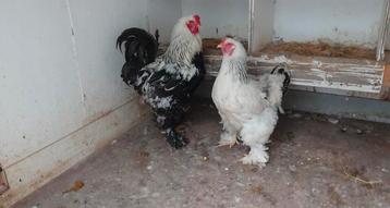 Brahma hen en haan beschikbaar voor biedingen
