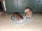 Opgezette muskusratten taxidermie, Verzamelen, Dierenverzamelingen, Ophalen, Nieuw, Wild dier, Opgezet dier