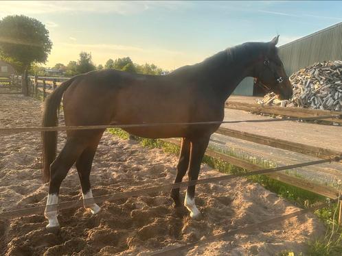Mooie en vriendelijke 3jr bruine hengst v. Ziyech, Dieren en Toebehoren, Paarden, Hengst, Onbeleerd, 160 tot 165 cm, 3 tot 6 jaar