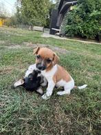 Jack russel pups laagbenig gladharig, Dieren en Toebehoren, België, Particulier, Jack Russell Terriër, 8 tot 15 weken