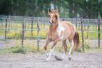 2,5 jarige paint merrie en 10 jarige appaloosa ruin, Dieren en Toebehoren, Paarden, Meerdere dieren, Recreatiepaard