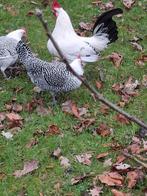 Fryske zilverpel kriel hennetjes + haantje, Meerdere dieren, Kip