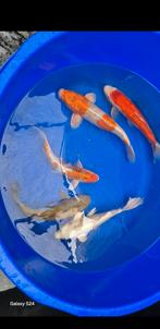 Te koop mooie koois, Dieren en Toebehoren, Karper of Koi