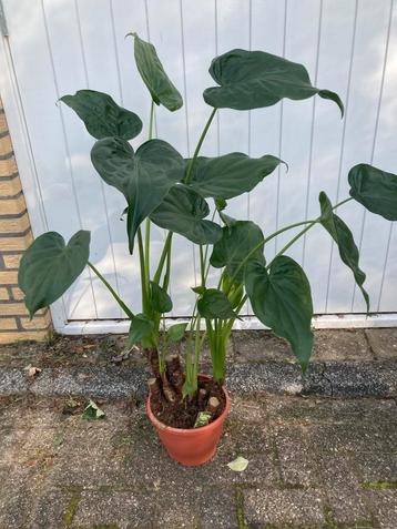 Alocasia cucullata 100 cm beschikbaar voor biedingen