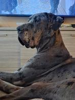 Duitse dog, Dieren en Toebehoren, Honden | Herdershonden en Veedrijvers, 1 tot 2 jaar, Eén hond, Nederland, Particulier