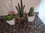 MINI NEP PLANTJES 🌿 CACTUS & VETPLANTJES, Ophalen of Verzenden