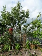 Oude appelboom fruitboom - Tweestam - Onbespoten, Tuin en Terras, Planten | Fruitbomen, Ophalen, 250 tot 400 cm, Appelboom, Lente