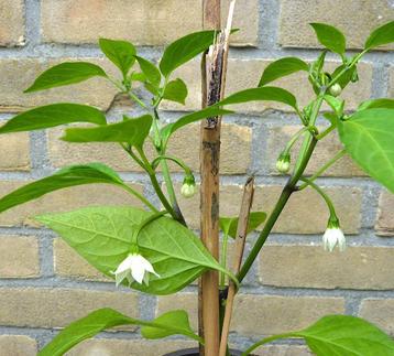 Jalapeño - peperplanten voor wie van een tikkie scherp houdt beschikbaar voor biedingen