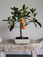 Citrus bonsai, Tuin en Terras, Planten | Bomen, Bloeit niet, Halfschaduw, Minder dan 100 cm, Overige soorten