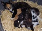 Boerderij kittens, Kortharig, Meerdere dieren, 0 tot 2 jaar