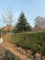 Hulst (Ilex aquifolium) - Prachtige Groenblijvende Boom, Bloeit niet, Overige soorten, 250 tot 400 cm, Ophalen