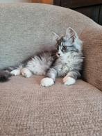 Stamboom Maine Coon kitten Poes, Poes, Gechipt, 0 tot 2 jaar