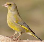 Tropische vogels | veel keuze | Passend advies, Dieren en Toebehoren, Meerdere dieren, Kleurkanarie