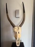 Schedel antilope, Verzamelen, Dierenverzamelingen, Ophalen, Gebruikt, Schedel