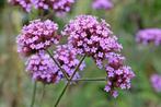 Plantjes in pot - Verbena Bonariensis, Tuin en Terras, Planten | Tuinplanten, Ophalen, Volle zon