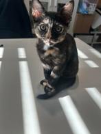 Kittens poesjes Thais Siamees korthaar ras katten tiger, Dieren en Toebehoren, Katten en Kittens | Raskatten | Korthaar, Poes