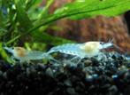 Neocaridina White Pearl garnalen, Kreeft, Krab of Garnaal, Zoetwatervis
