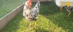 Bonte Leghorn toom, Dieren en Toebehoren, Pluimvee, Meerdere dieren, Kip