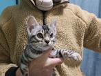 🇱🇺🇧🇪 Zilver bengaal kitten vrouwtje + stamboom + RABIES, Poes, Met stamboom, 0 tot 2 jaar