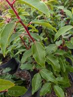 Portugese laurier, prunus lusitanica angustifolia 30-40, Tuin en Terras, Planten | Struiken en Hagen, Ophalen, Laurier, Haag, Minder dan 100 cm