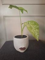 Syngonium Mottled - Zeldzame kamerplant!, Ophalen