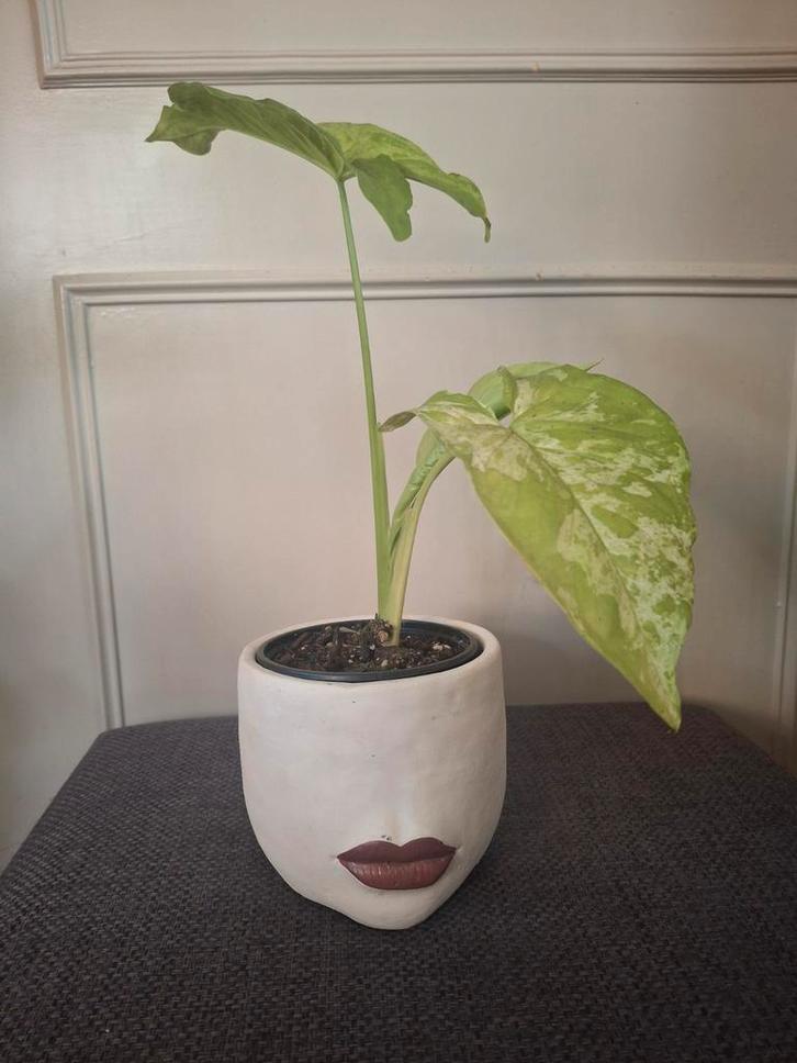 Syngonium Mottled - Zeldzame kamerplant!, Huis en Inrichting, Kamerplanten, Ophalen