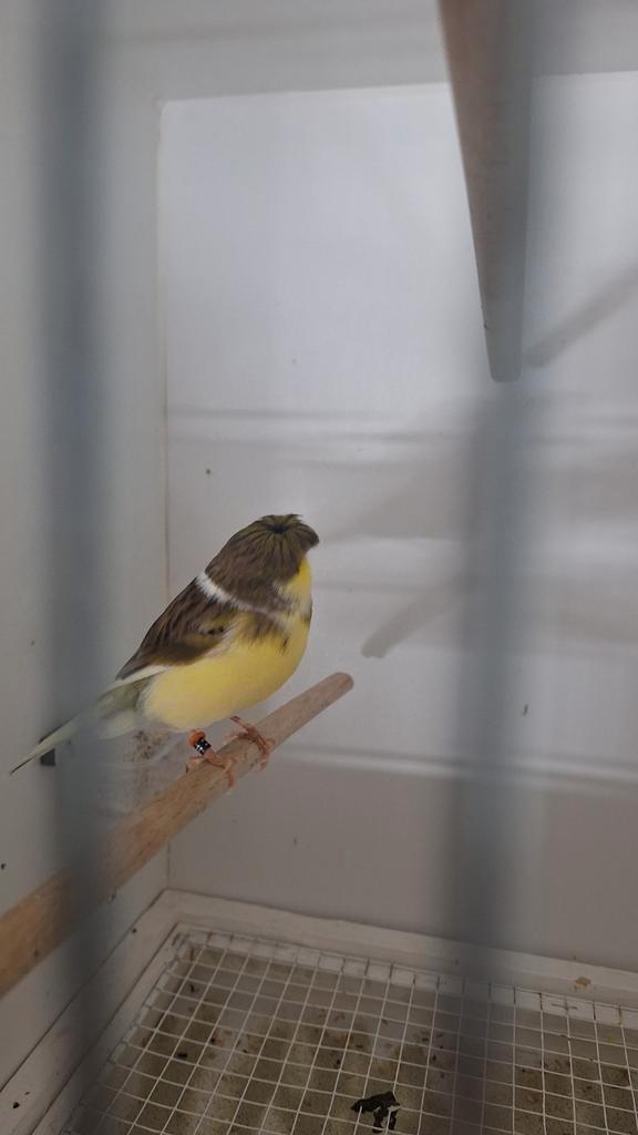 Gloster popen, Dieren en Toebehoren, Vogels | Kanaries, Kleurkanarie, Mannelijk