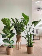 3for120- Ficus & Zamifolia & Strelitzia, Huis en Inrichting, Kamerplanten, Volledige schaduw, Overige soorten, Ophalen of Verzenden