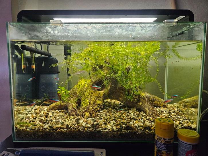 Mooi aquarium 60 liter superfish home 60, Dieren en Toebehoren, Vissen | Aquaria en Toebehoren, Zo goed als nieuw, Gevuld zoetwateraquarium