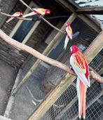 Rubino rosella koppel, Dieren en Toebehoren, Meerdere dieren, Parkiet