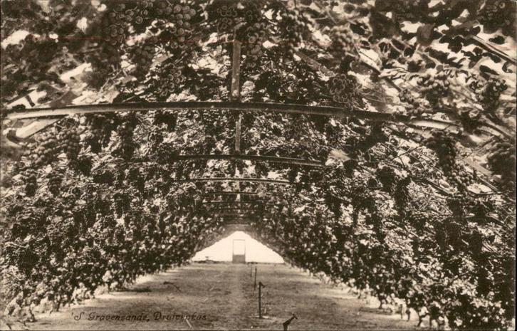 ´s Gravenzande Druivenkas, Verzamelen, Ansichtkaarten | Nederland, Ongelopen, Zuid-Holland, 1920 tot 1940, Ophalen of Verzenden