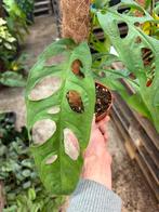 Zeldzame Monstera Tarapoa met mosstok - 15 cm pot, Huis en Inrichting, Kamerplanten, Overige soorten, In pot, Minder dan 100 cm