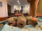 Agapornis roseicollis pop te koop vanaf augustus, Dieren en Toebehoren, Geslacht onbekend, Dwergpapegaai of Agapornis, Geringd