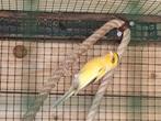 Gezocht pop raza espagnola, Dieren en Toebehoren, Vogels | Kanaries, Vrouwelijk, Zangkanarie
