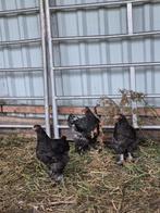 Te koop. 3 mooie jonge Brahma's, Dieren en Toebehoren, Pluimvee, Vrouwelijk, Kip