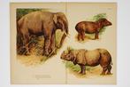 Olifant Neushoorn Tapir - Antieke kleurenplaat, Verzenden, Voor 1940, Gebruikt, Dier